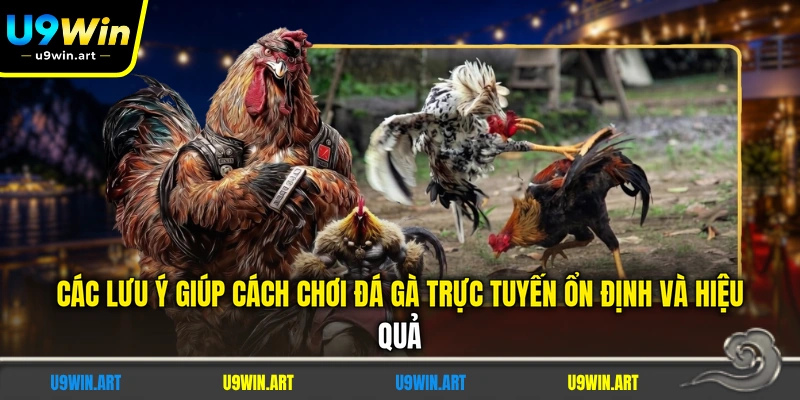 Top 3 Cách Chơi Đá Gà Trực Tuyến - Được Ưa Chuộng Nhất