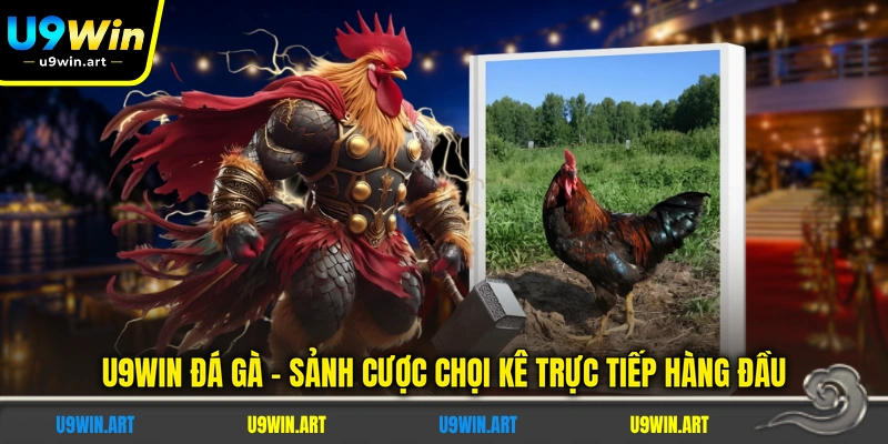 U9WIN Đá Gà - Sảnh Cược Chọi Kê Trực Tiếp Hàng Đầu